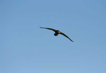 Flying Falcon