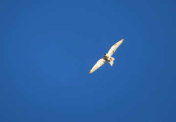 Flying Falcon