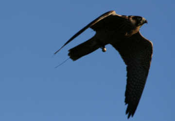 Peregrine Falcon