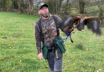 Harris Hawk